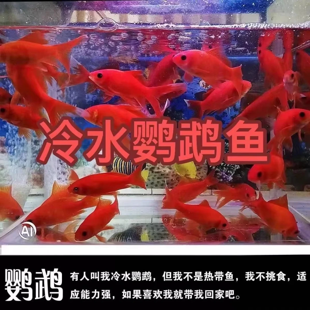 冷水鹦鹉鱼招财鱼血鹦鹉红金鱼冷水观赏鱼活鱼苗好养耐活