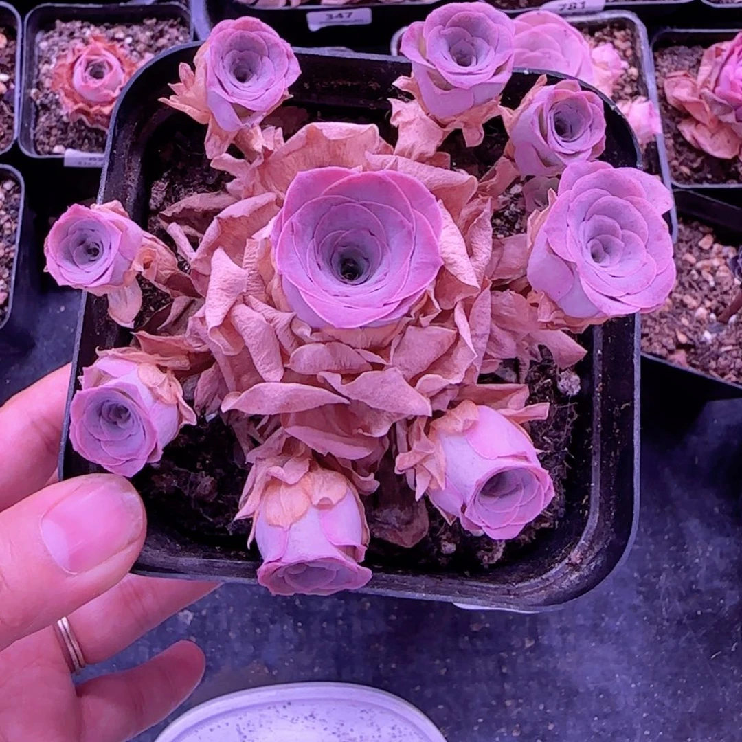 用***8半城玫瑰下播福利紫芙600