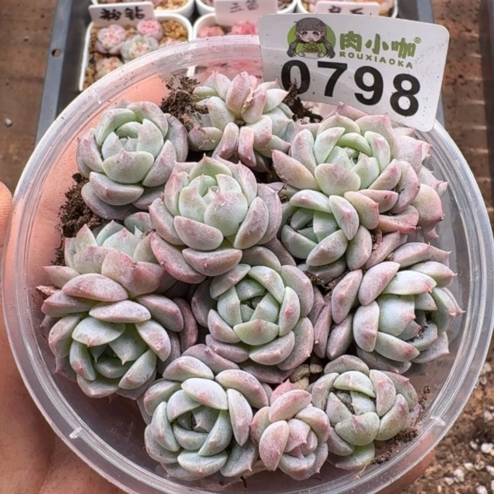 多肉植物多肉植物