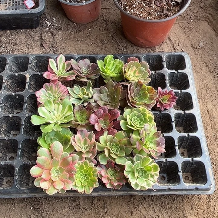 小小苗多肉植物组合，