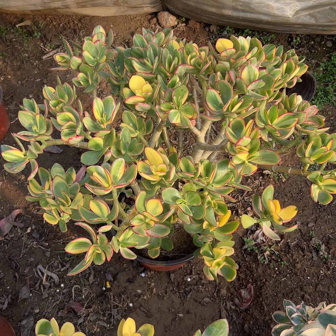 多肉植物多肉植物