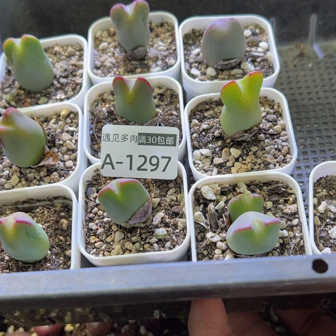 野*多肉植物111111111111111111