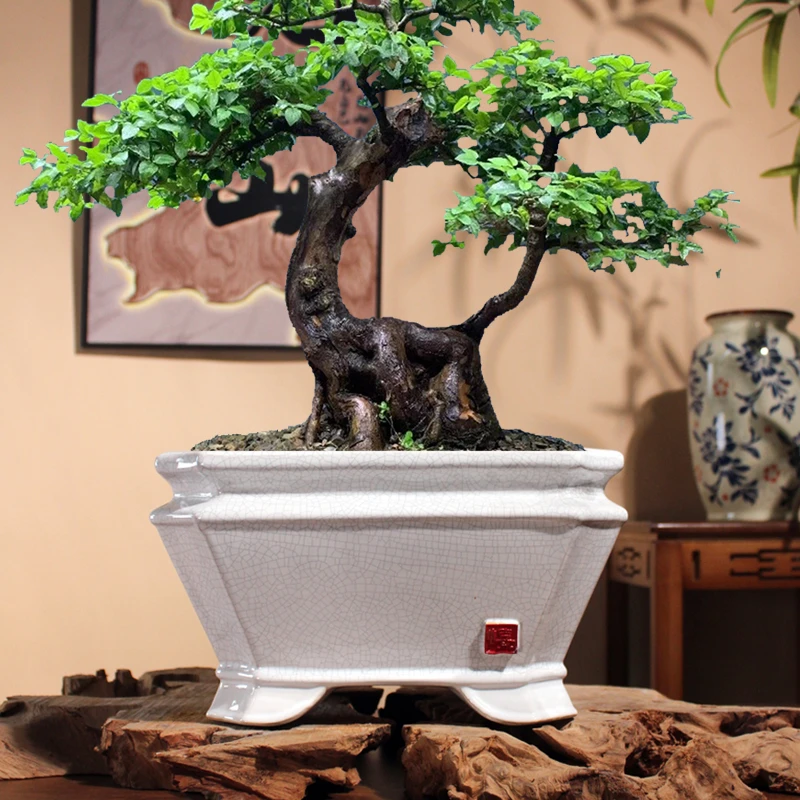大口径方形冰裂纹花盆适合盆景老桩室内绿植造景