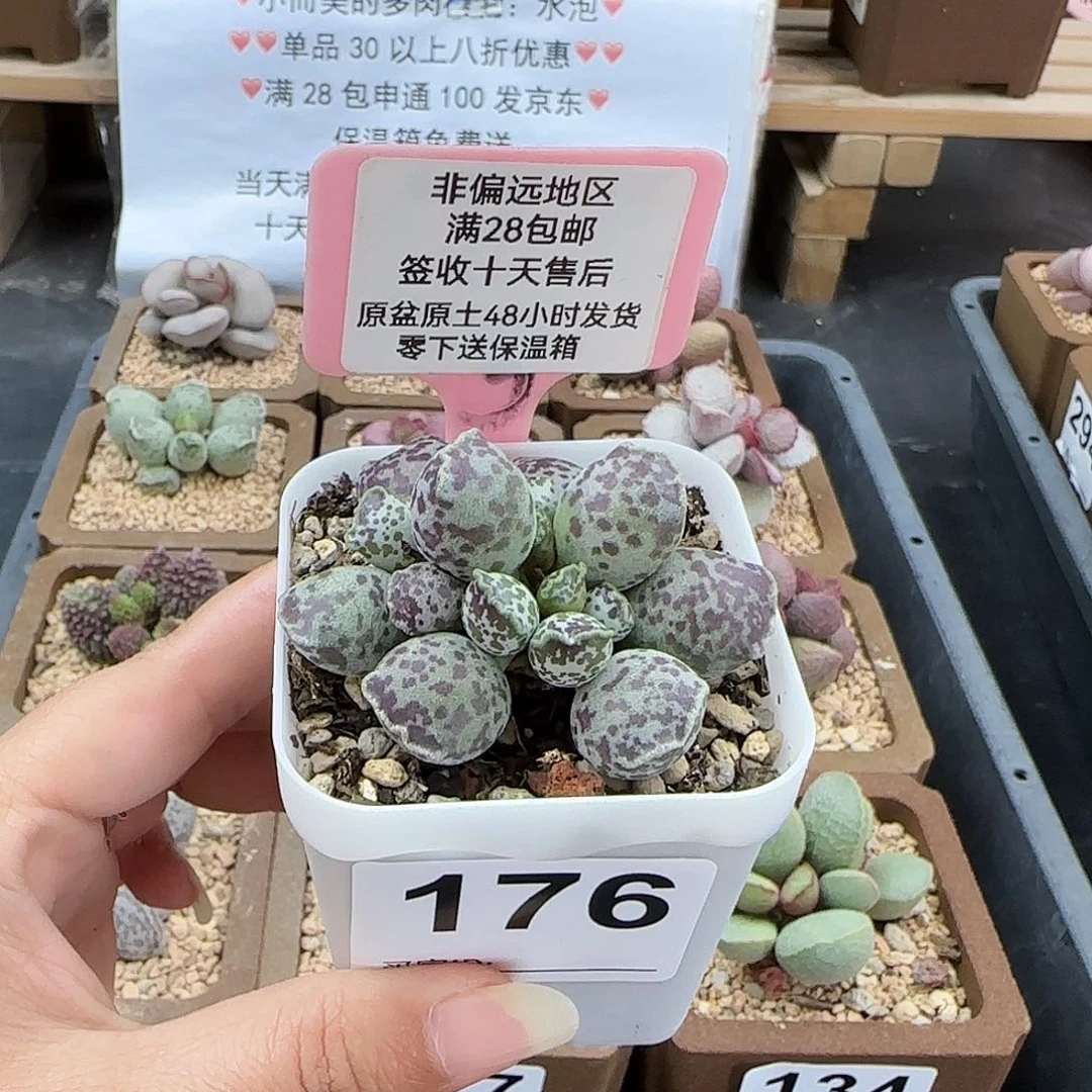 半*爱176达摩海豹多肉植物