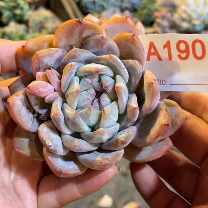 190 满20包邮脱土发货