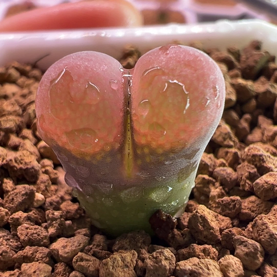 9号鲑鱼粉。