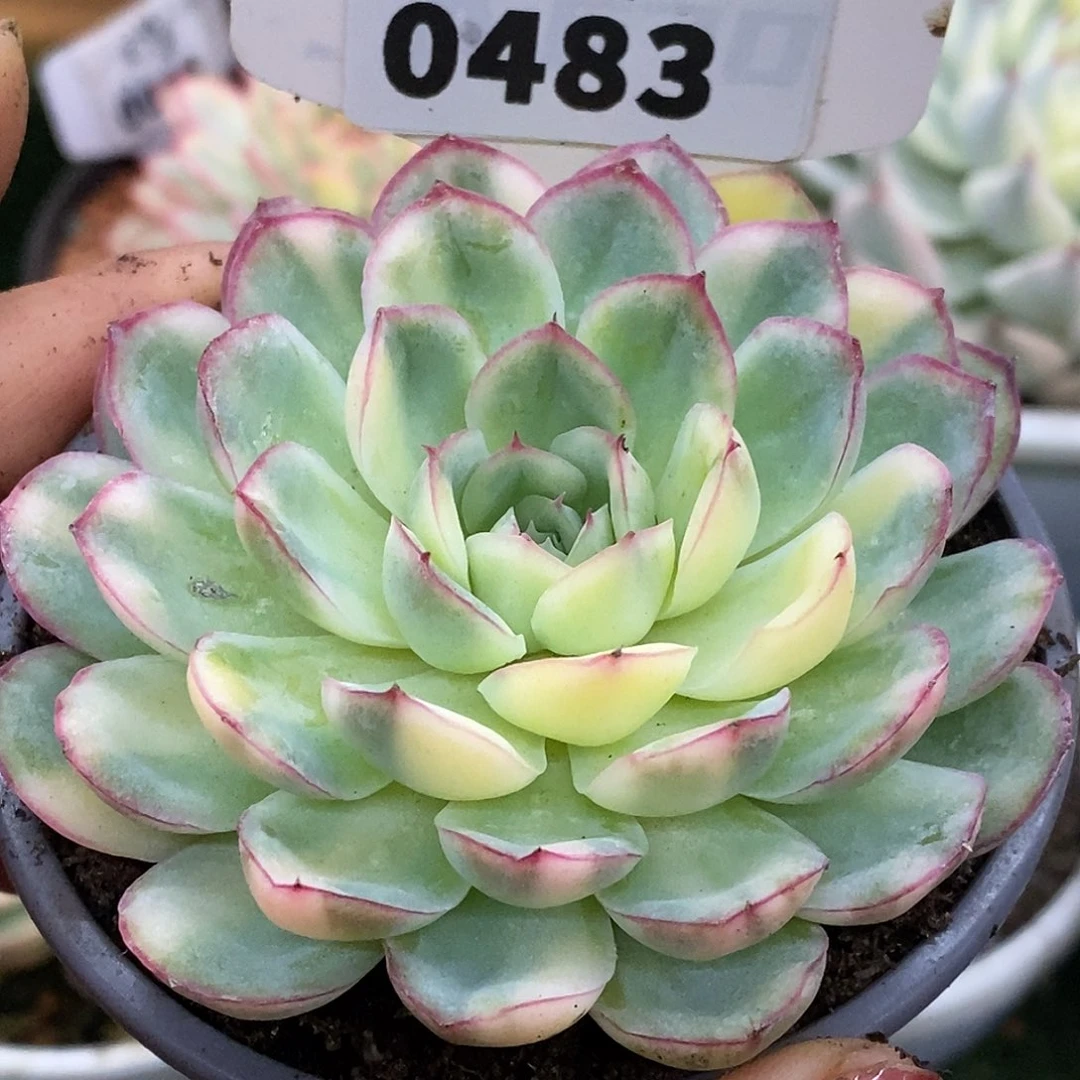 483草莓冰哈哈哈哈哈哈