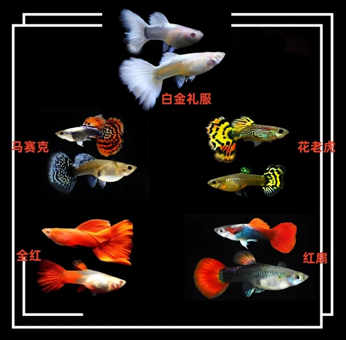全家福孔雀鱼小型观赏鱼活体热带淡水耐活好养适合鱼缸饲养