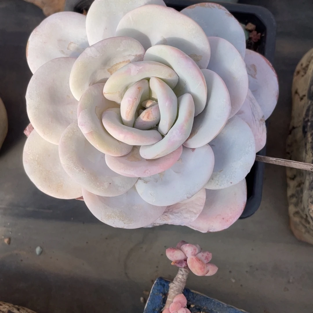 圆叶雪莲短胖单头