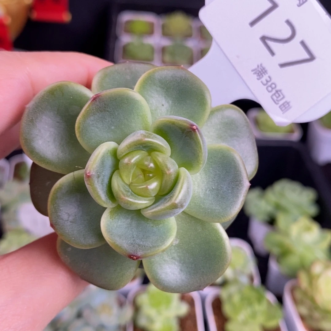 新品珍妮一颗优选127号