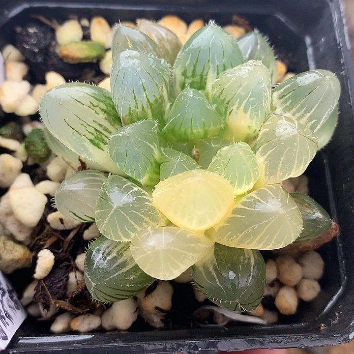 巨大赤线玉露锦一物一拍