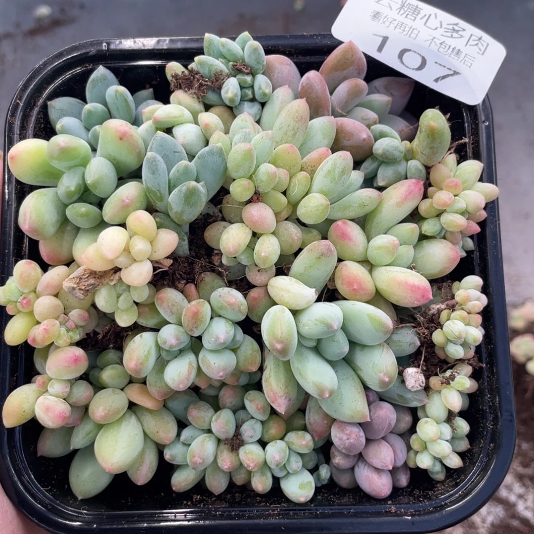 云糖心多肉植物107