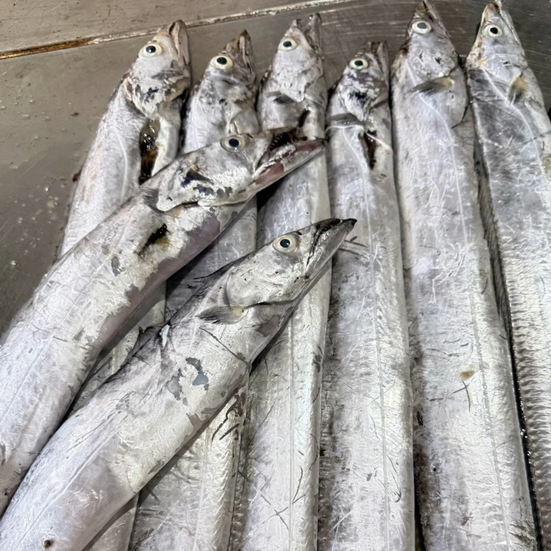 【渔三宝】渤海湾残刀鱼10斤 介意勿拍 速冻发货 顺丰到家