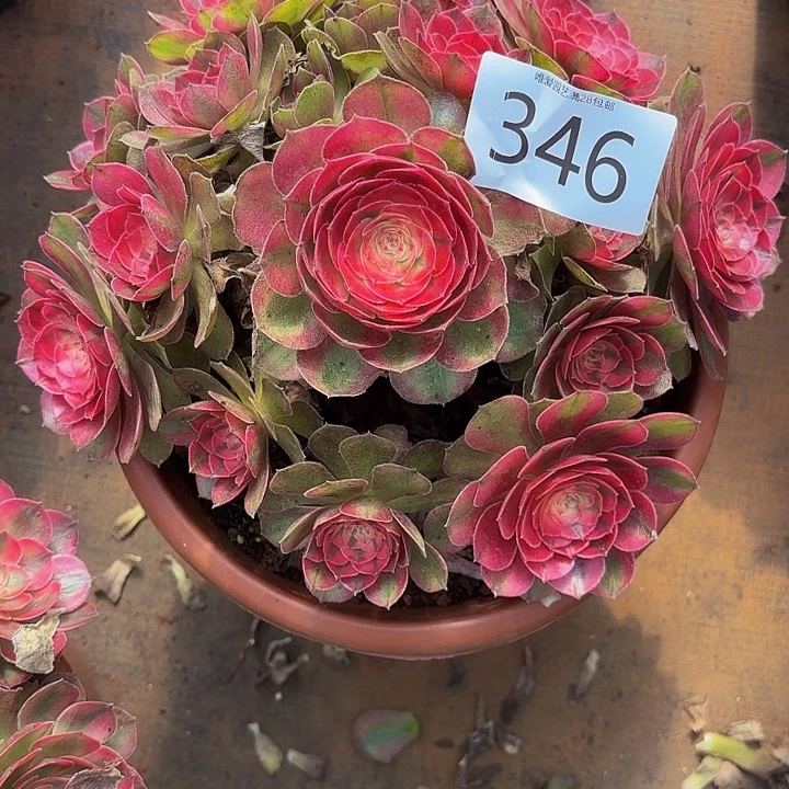 多肉植物福利346个