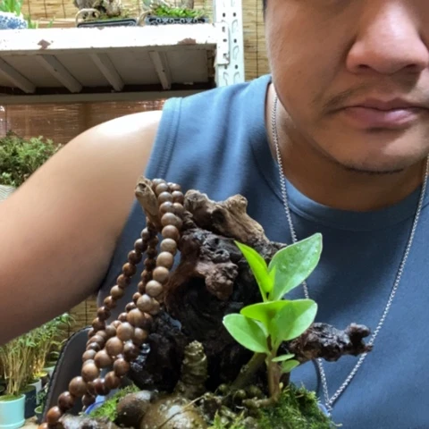 红陶一物一拍所见即所得17