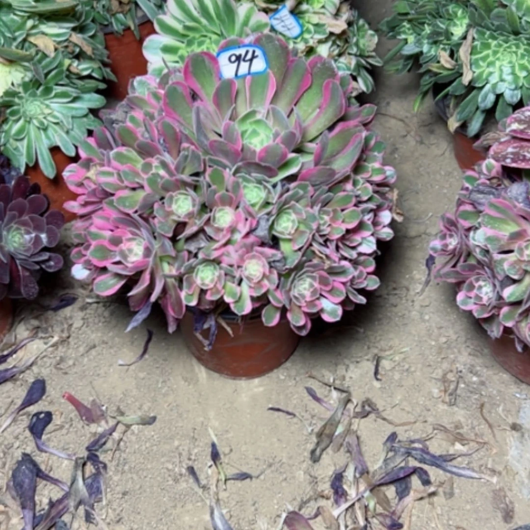 【闪购商品】多肉植物粉女郎94