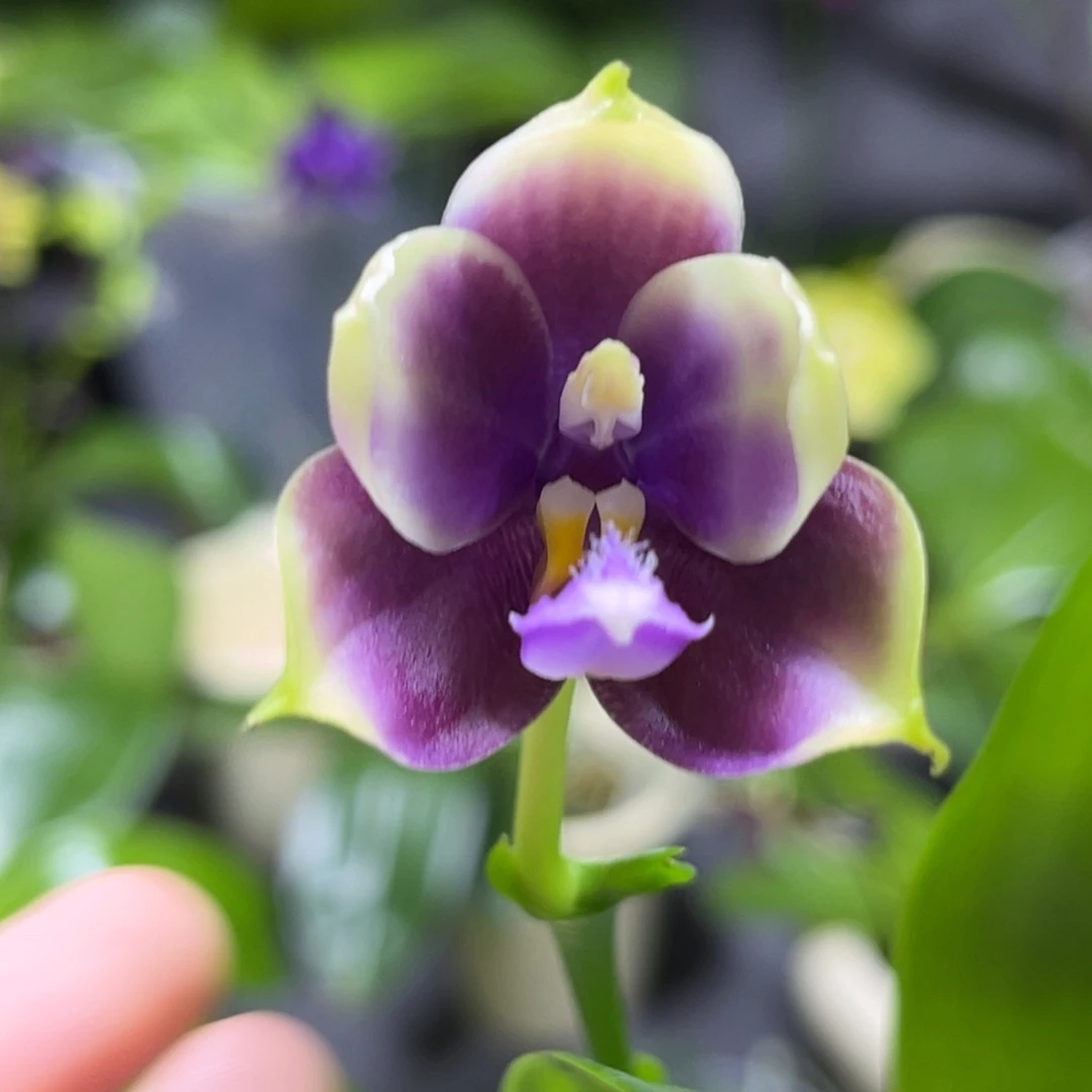 完全开放2.5寸yc77开花株