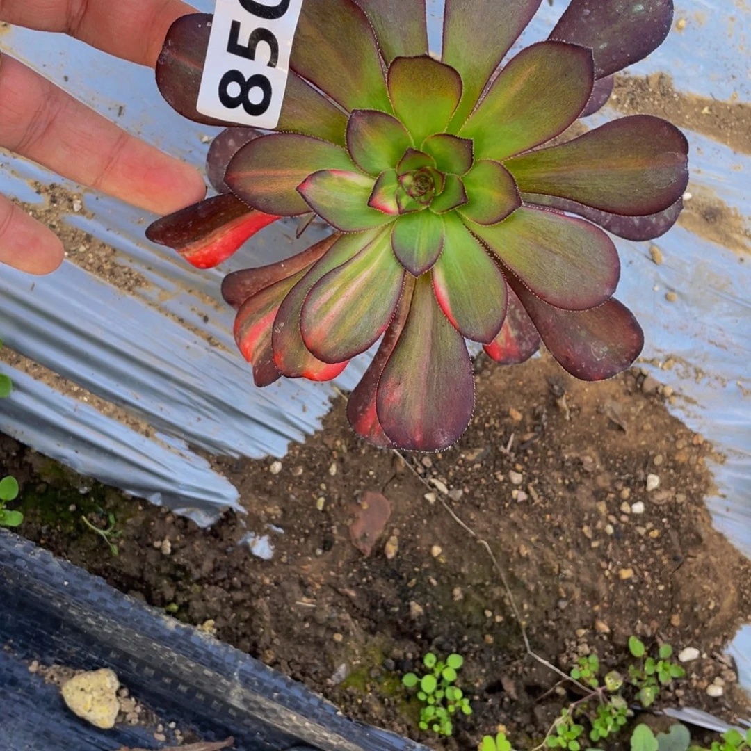 850花蝴蝶多肉植物