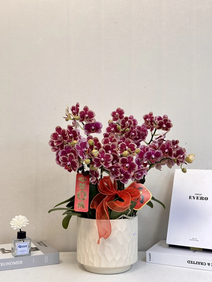 年宵花【可乐】送人送礼必备  过年居家首选 真花 多样性发货