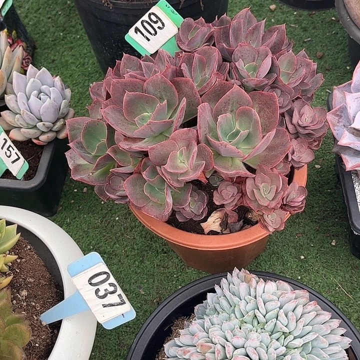 沉***l红福女多肉植物保护109