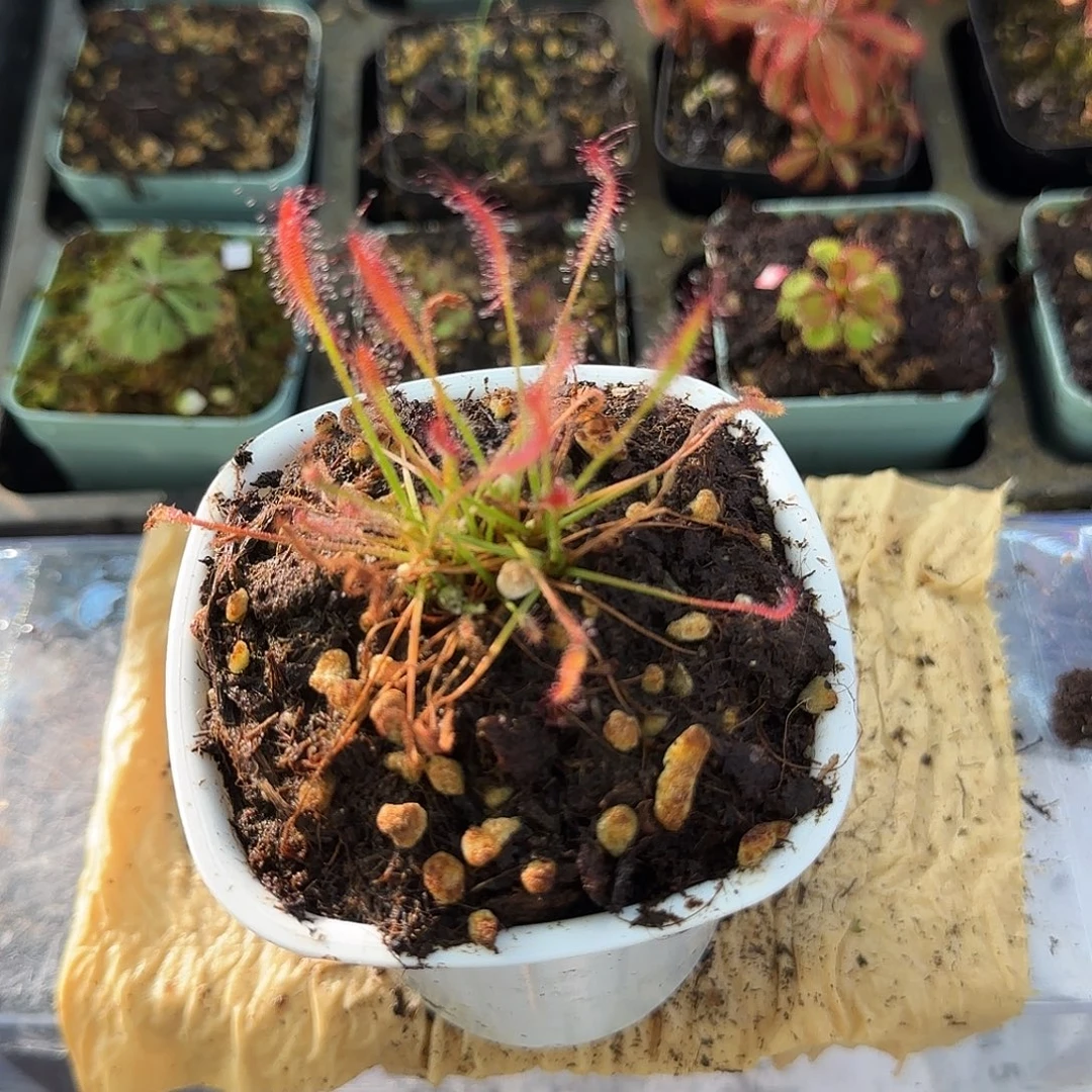 完全开放艳红茅膏菜