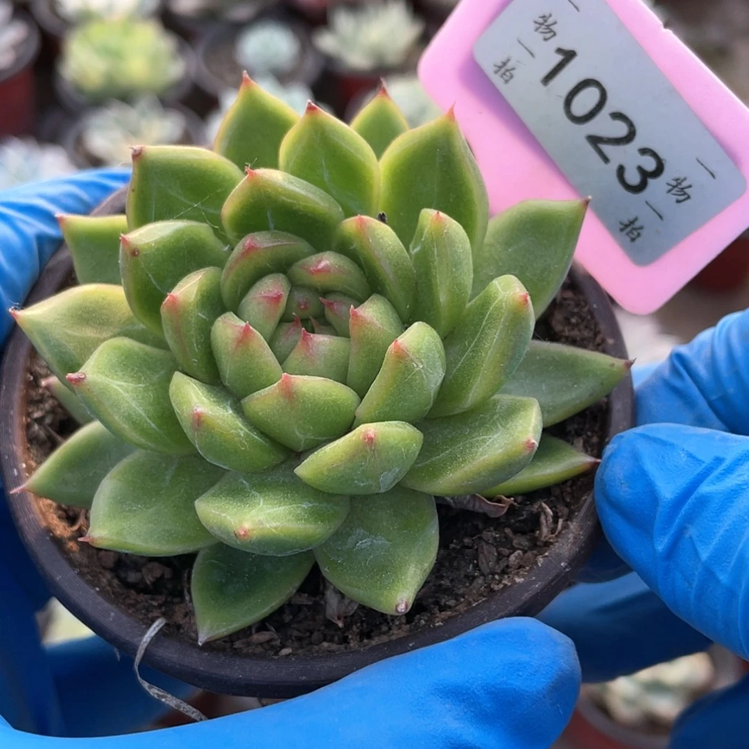 【闪购商品】无花朵小**吖1023号