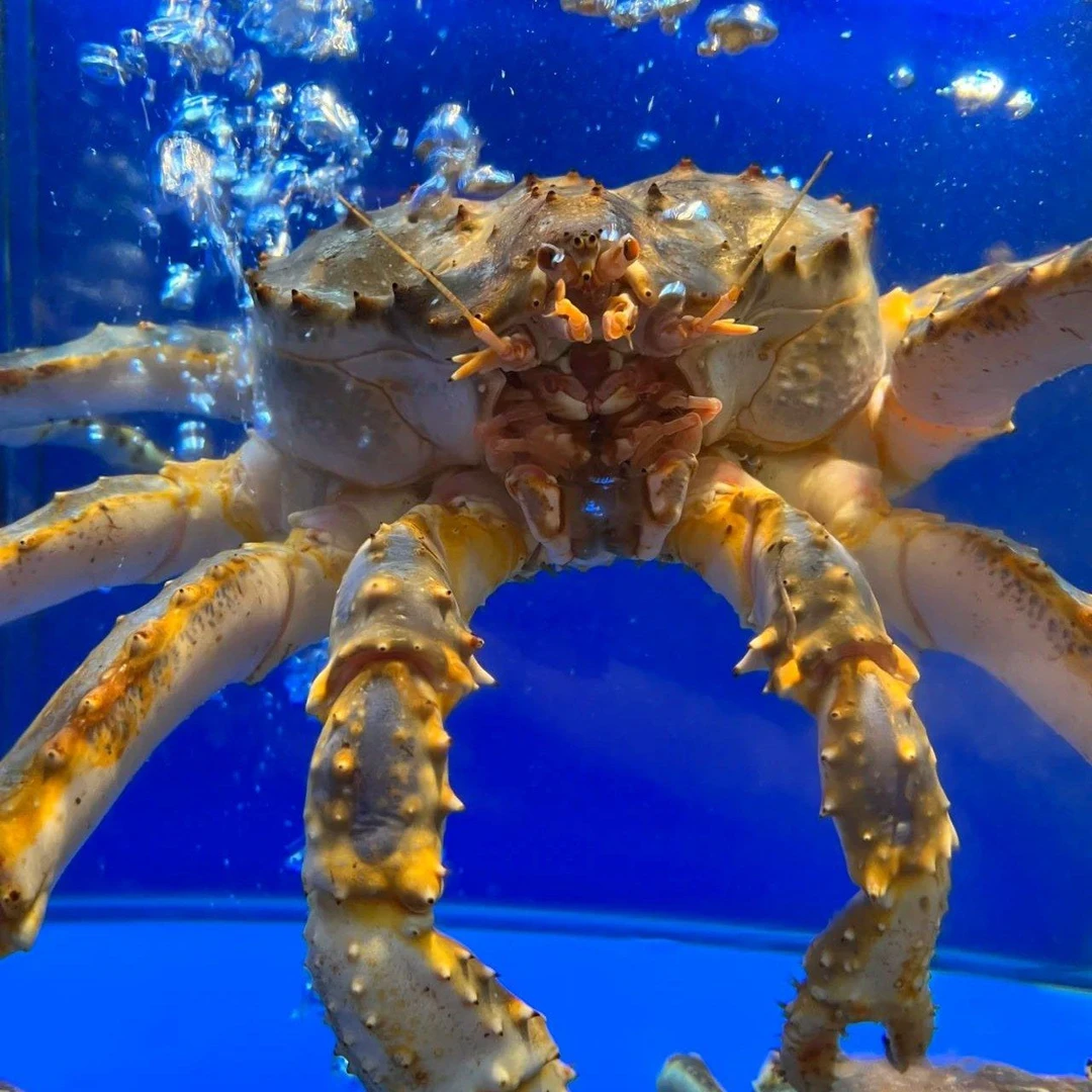 【鲜活帝王蟹7斤多/1只】深海野生高端海鲜.需要几只拍几只