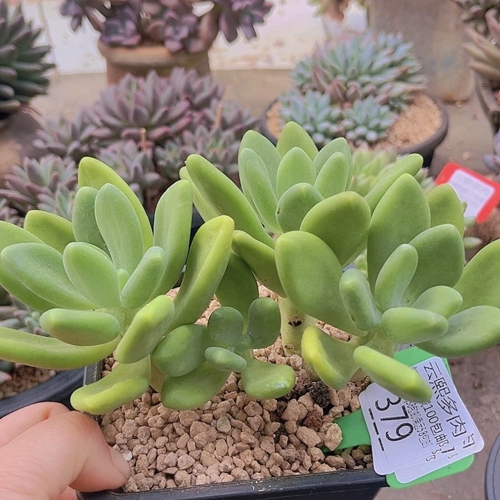 379芒果奶。