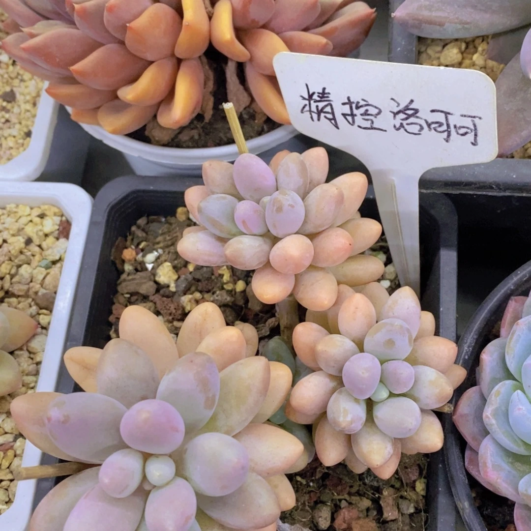 开心多肉，今天不对称，不包价