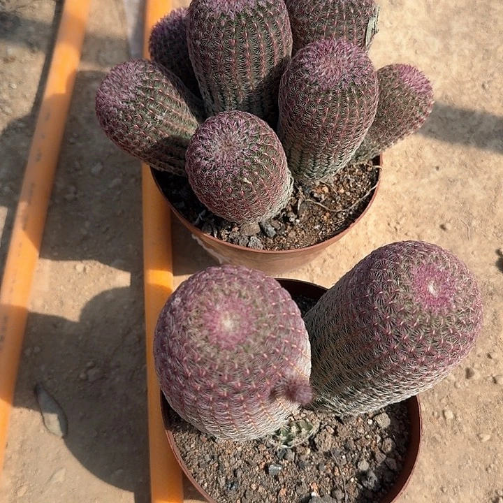 执*哈哈哈哈哈哈哈哈