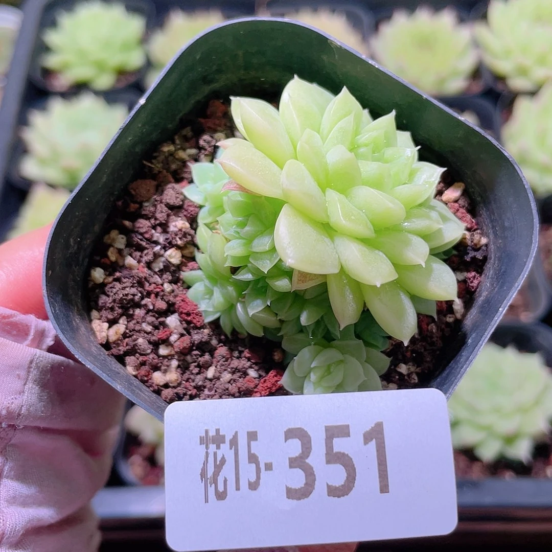 花利美15-351麦秆
