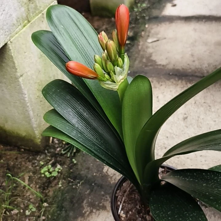 当前无花栽培后可以开花李*