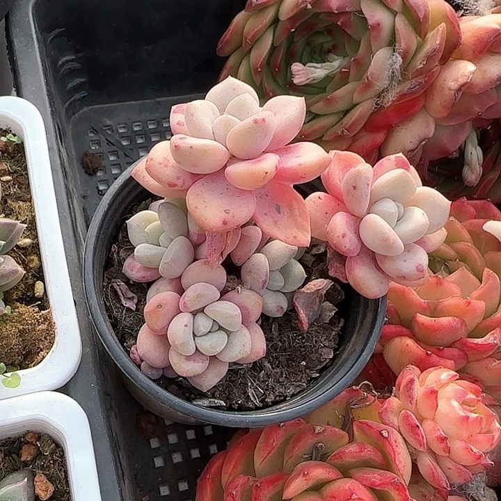 翘*龙青蛙王子儿童牙膏111