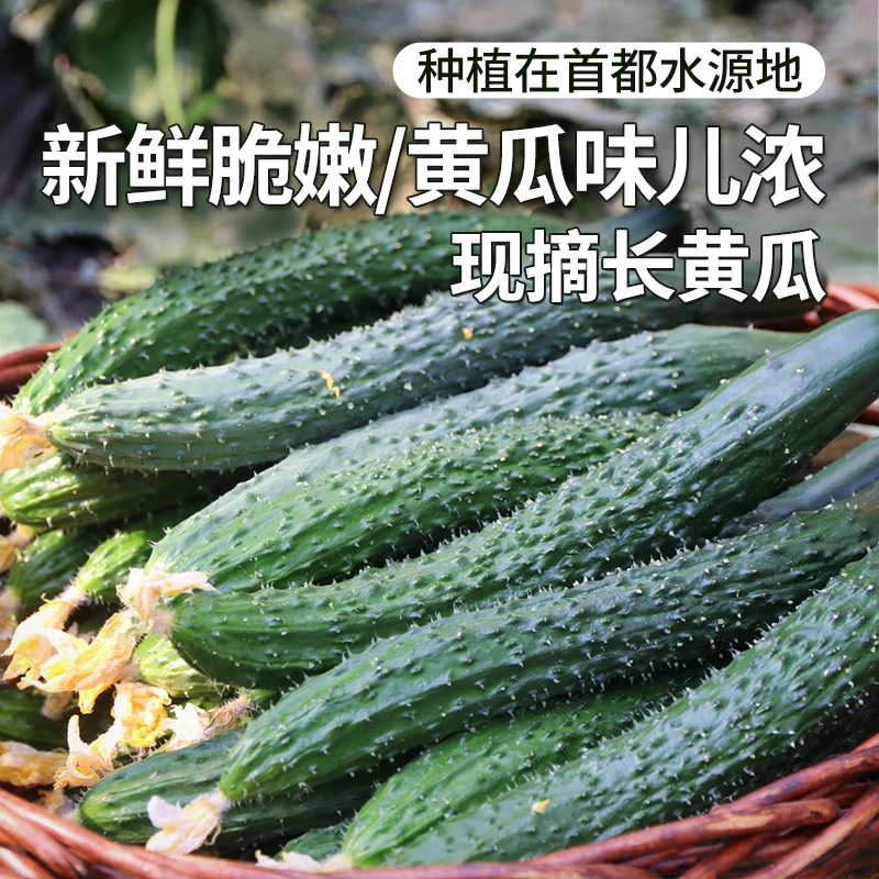 每日现摘 农家脆玉长黄瓜 黄瓜味浓 清脆爽口 可生吃水果 1斤新鲜