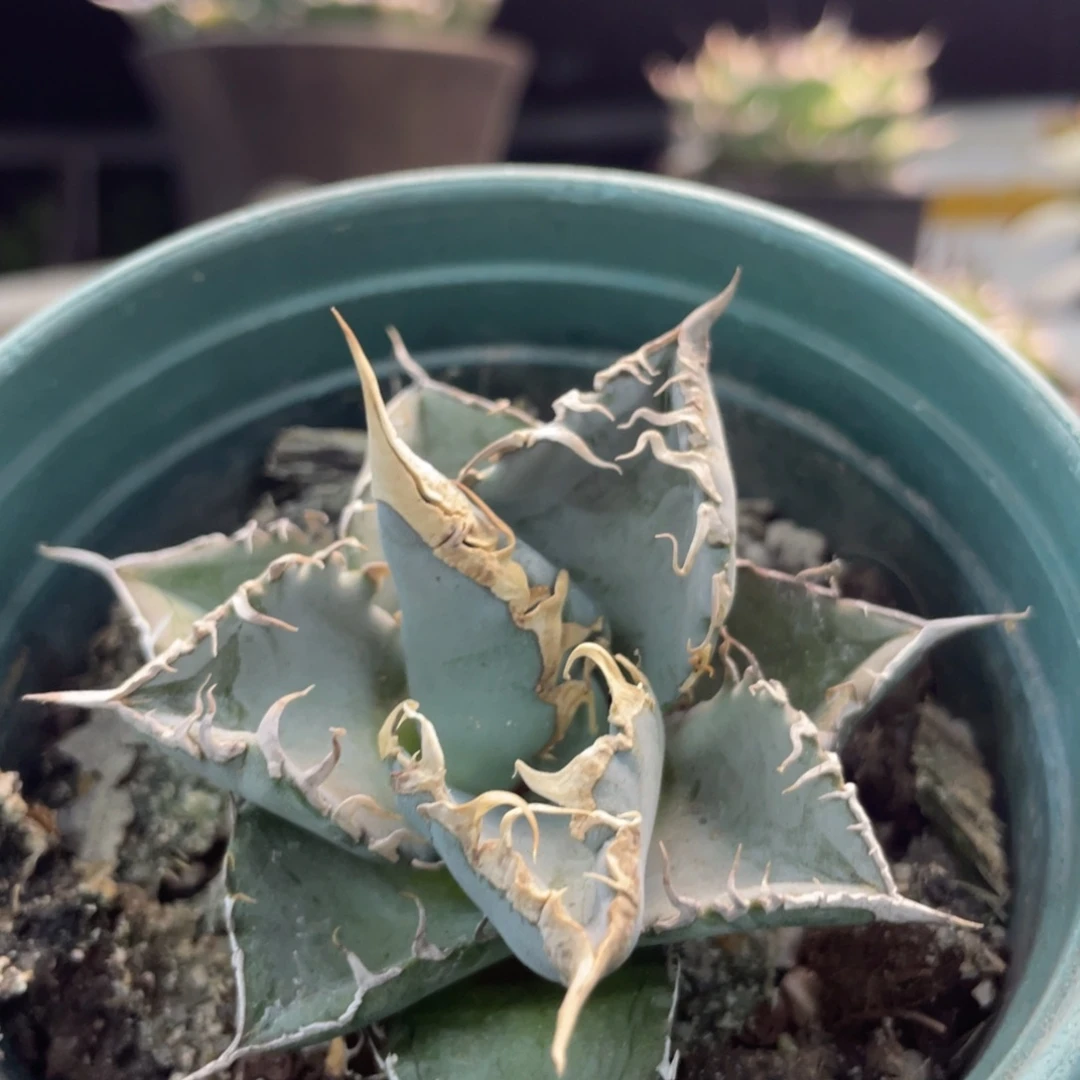 冰蓝个体88888888888888999