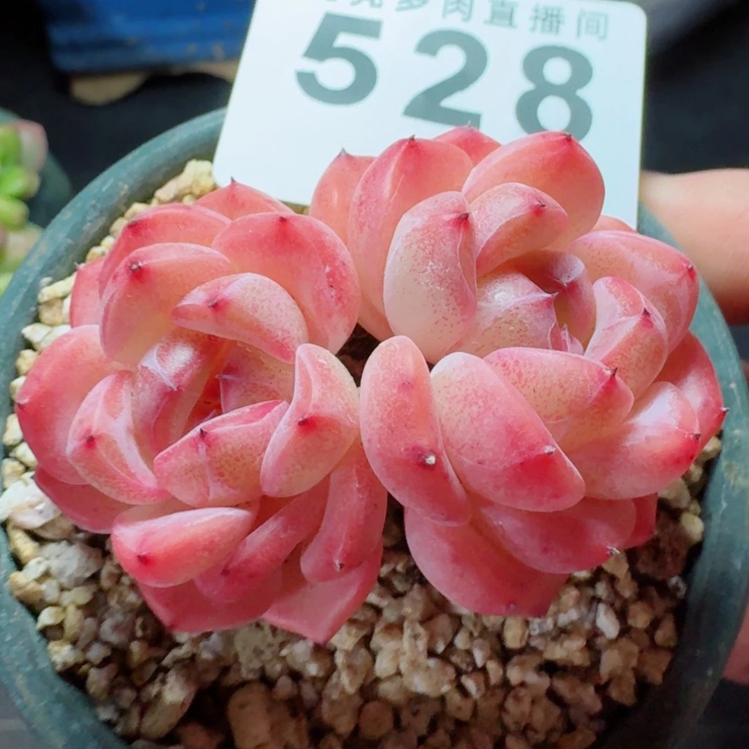 甜心双心      愿你一路坦途，乘风破浪展宏图