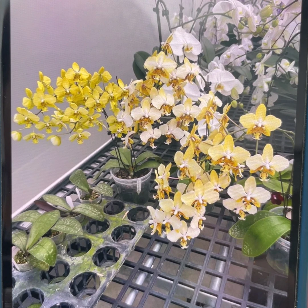 当前无花栽培后可以开花诺比黄史，2.5杯抽梗苗