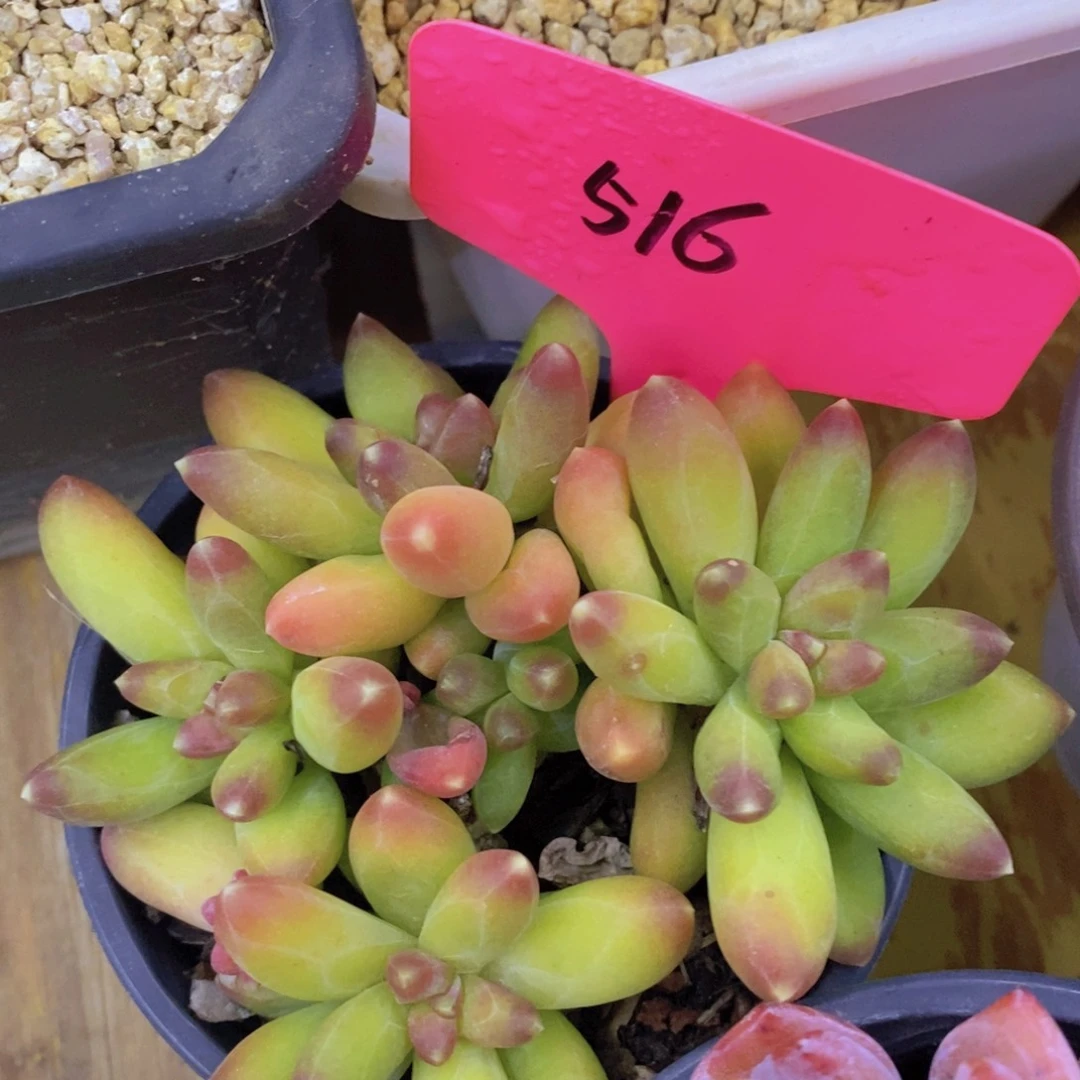 跨年夜，福利专场，一单就包邮，感谢大家