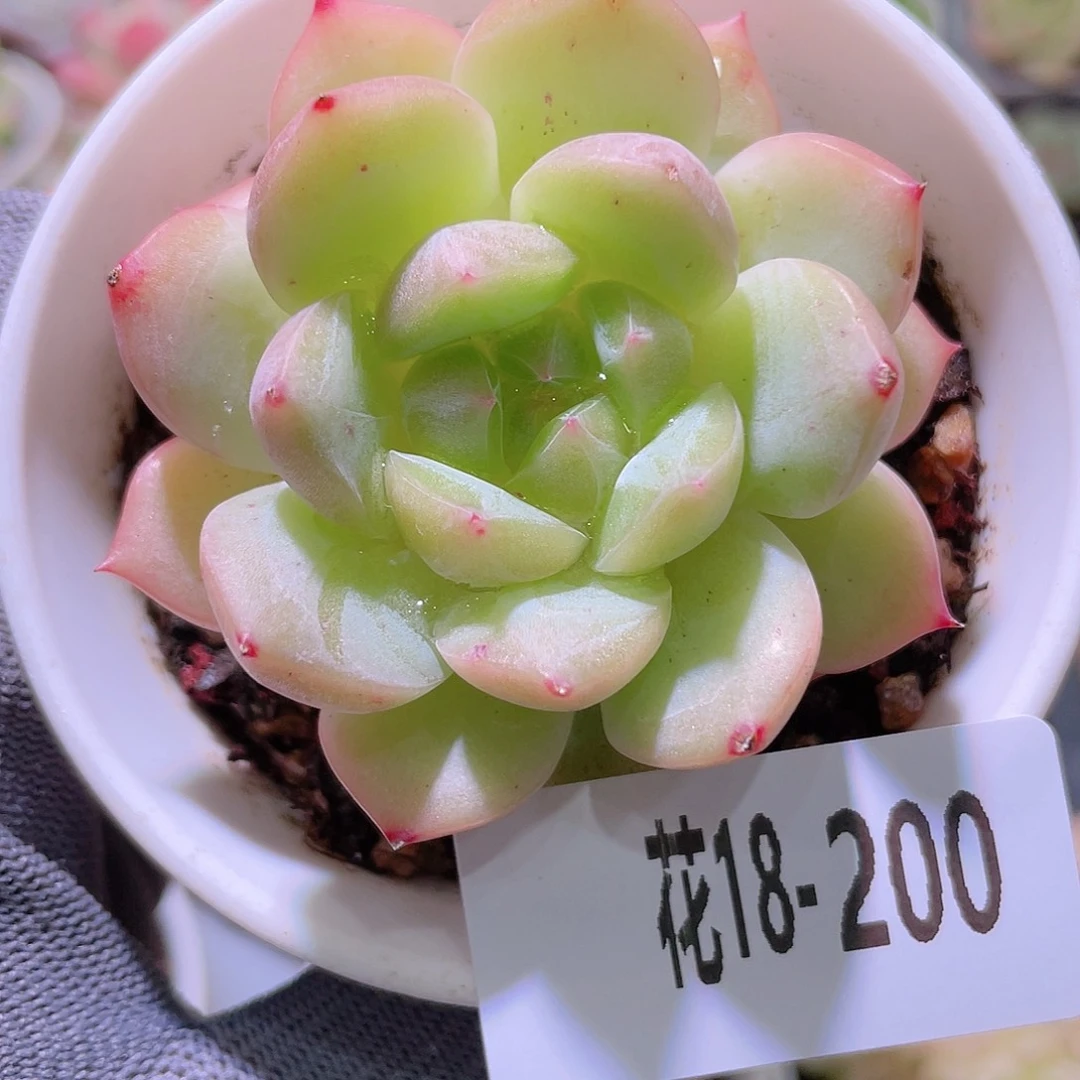 花利美18-200新品