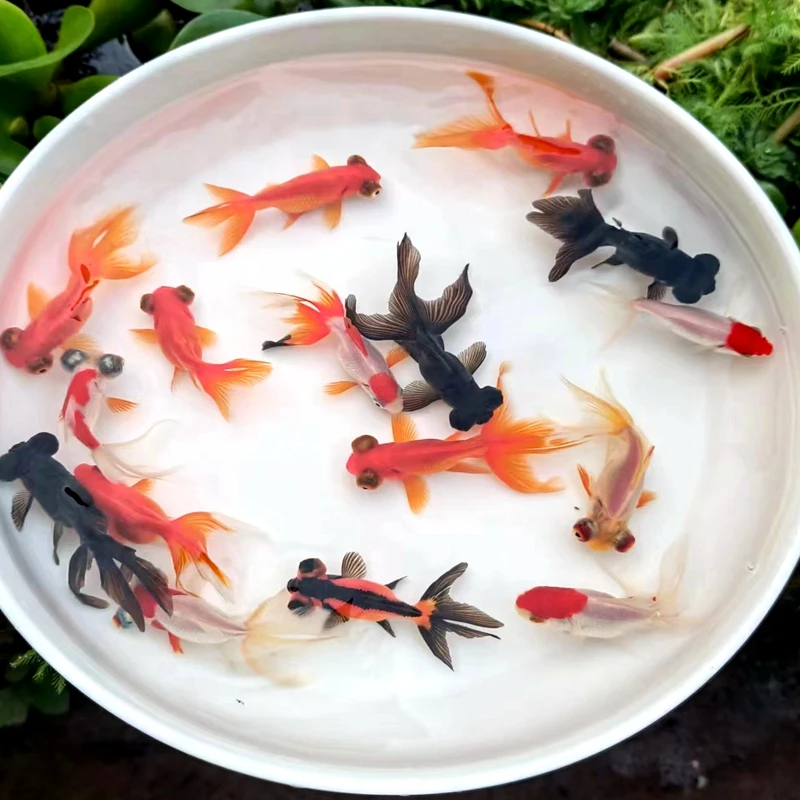 小金鱼小型冷水观赏鱼好养易活耐活淡水鱼金鱼包邮小金鱼观赏鱼