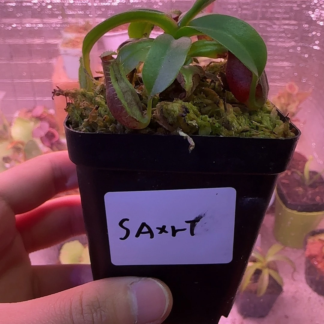 无花朵专拍猪笼草