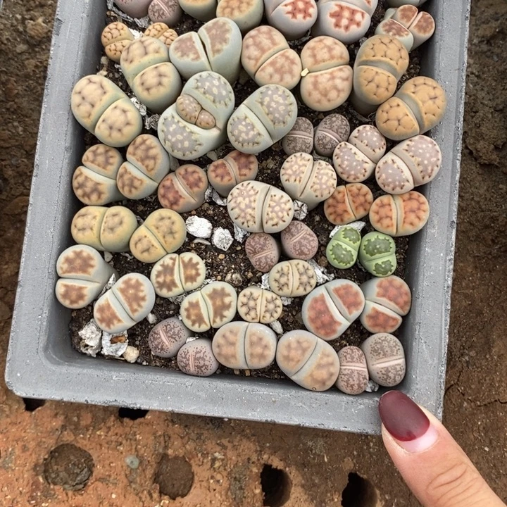 那***至生石花的季节到666