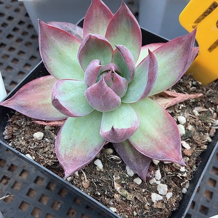 多肉植物惊鸿仙子1938