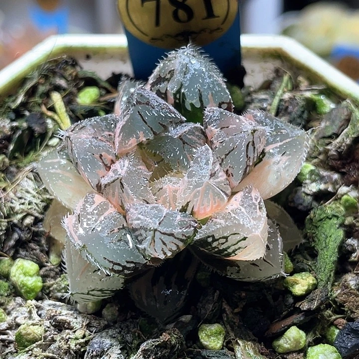 781粉黛锦texuanfuli