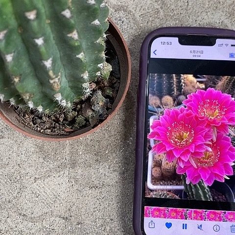 阿尔特娜丽花，2568899