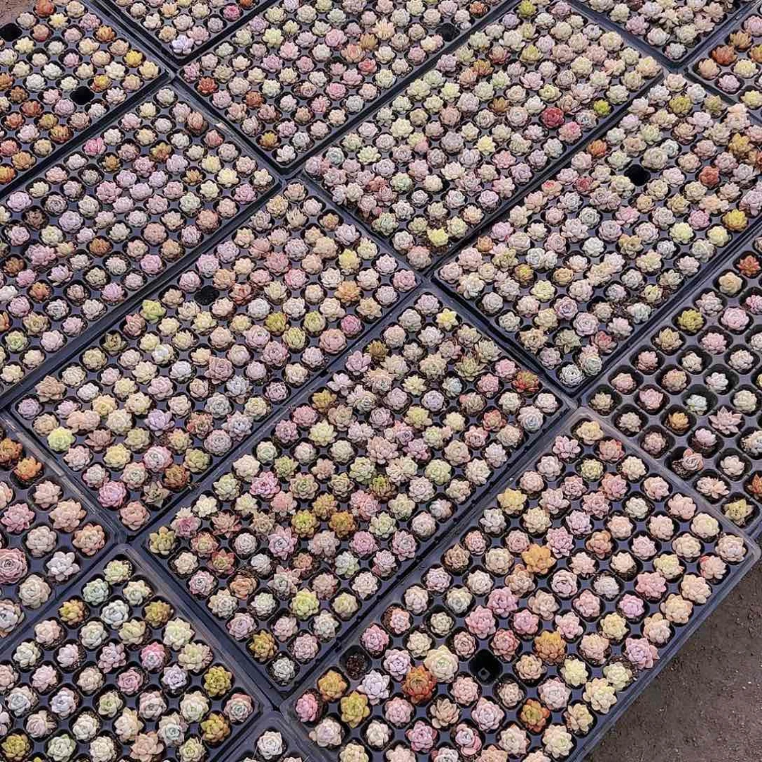 新品15颗优选量拍