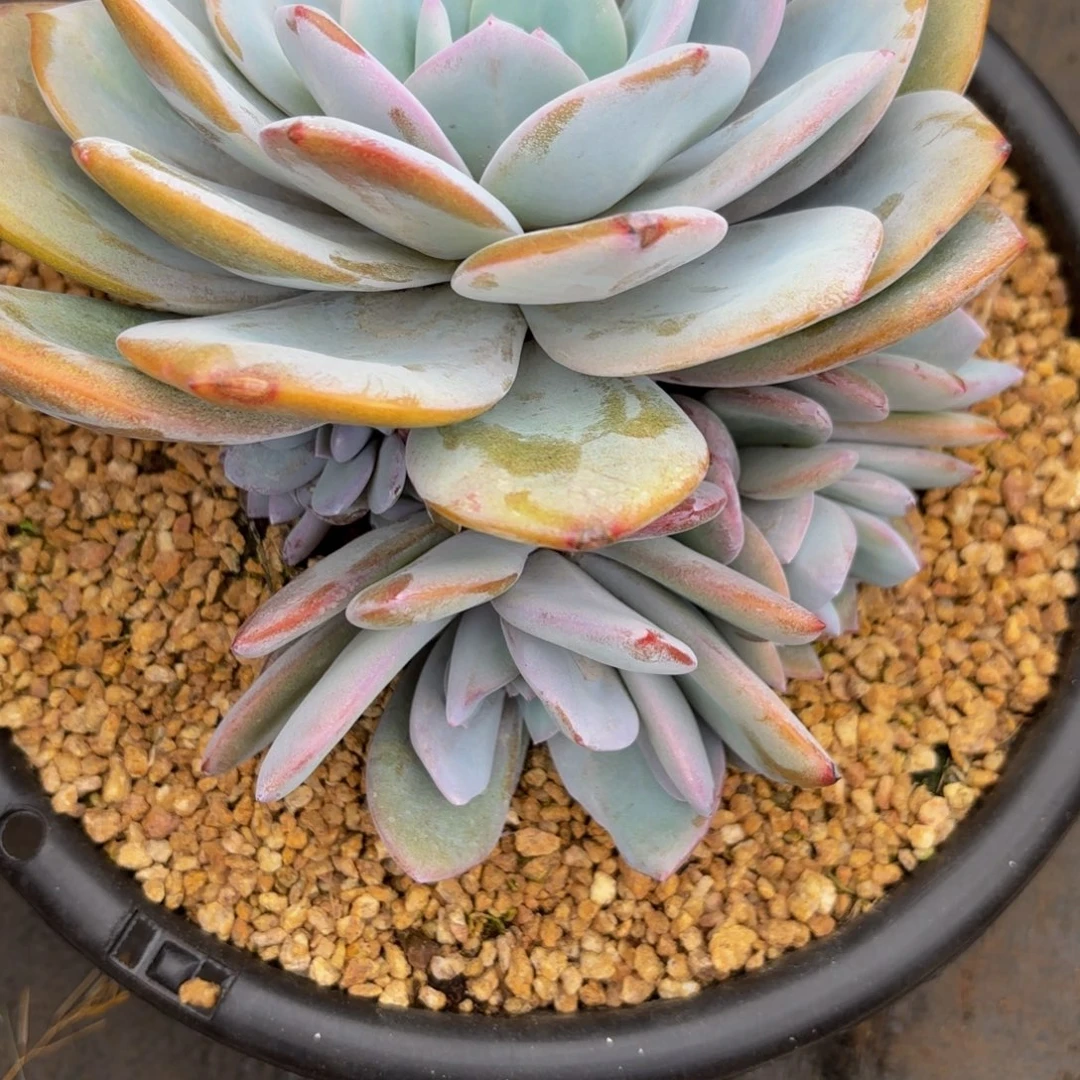 甜***i肉肉肉肉肉肉肉肉肉肉