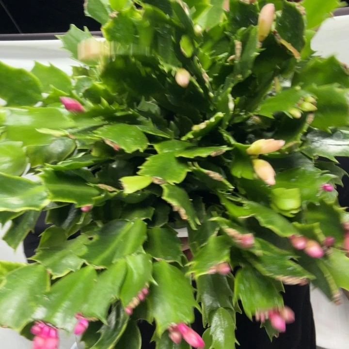 完全开放蟹爪兰菜苗