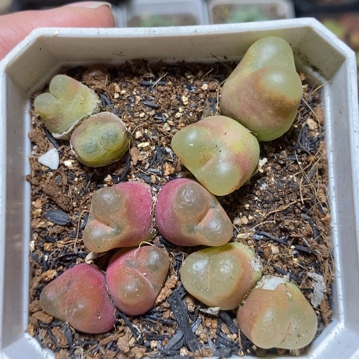 优选双头彩毛特价