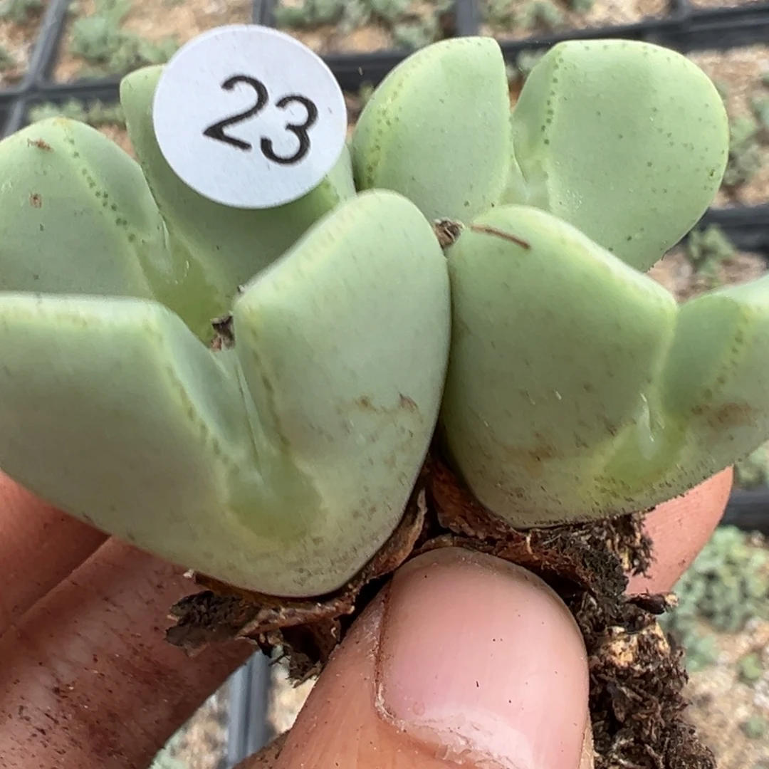 多肉植物1111111111111